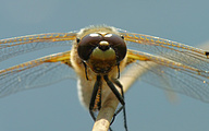 Four-spotted Chaser (Male, Libellula quadrimaculata)